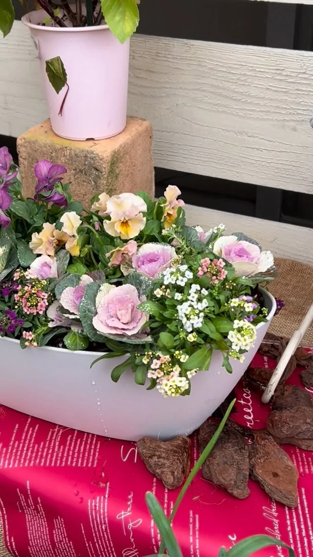 ドライフラワー❇️ロビンとアレカヤシ❣️ ドライフラワー❇️ロビンとアレカヤシ❣️ ドライフラワー❇️ロビン